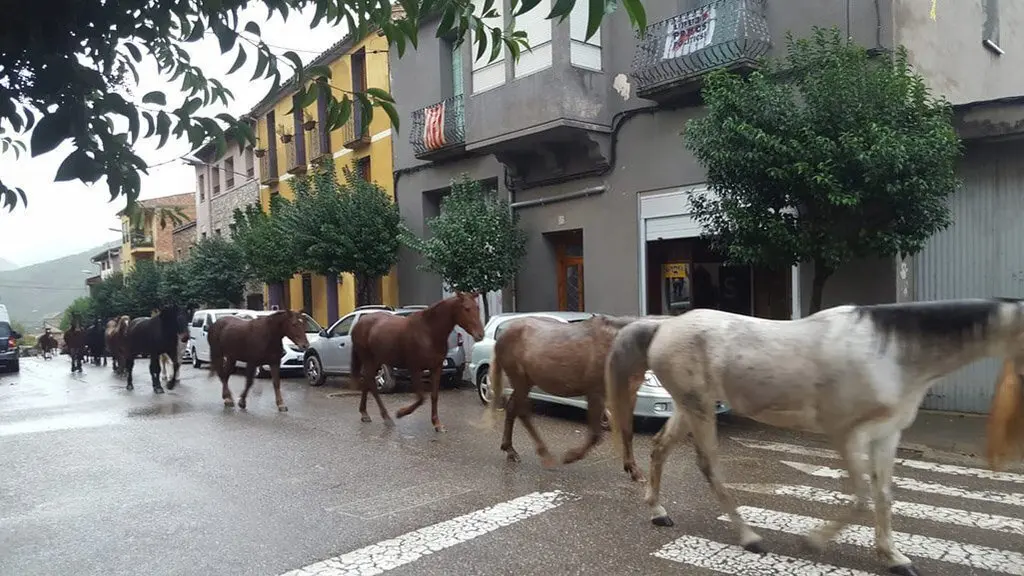 Cavalls Coll de Nargó