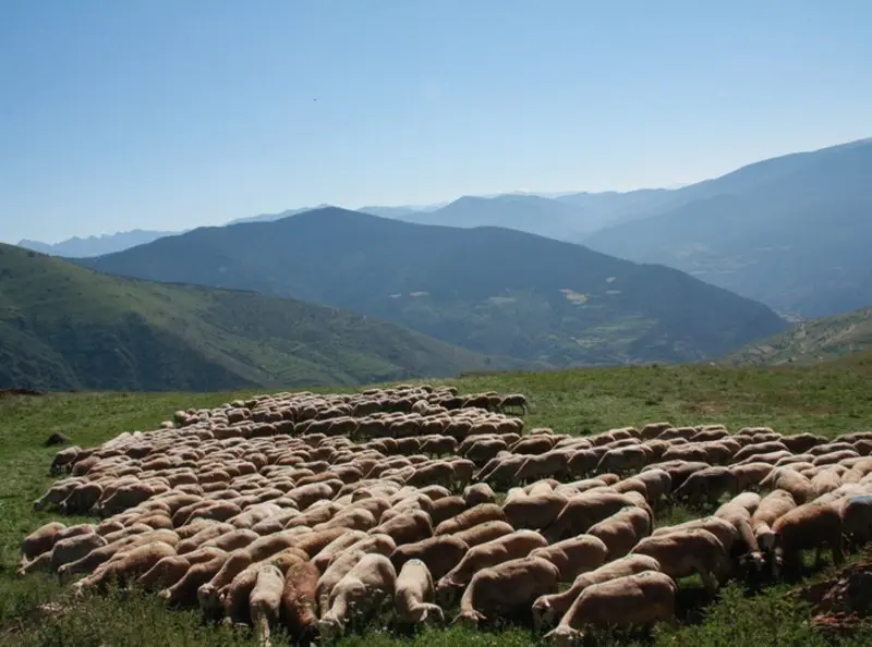 ramat_pirineu_acn