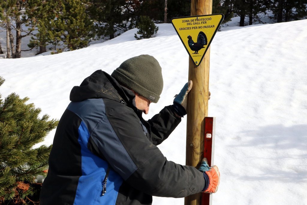 Un operari col·locant un rètol de zona de protecció de gall fer a l'estació d'esquí de Port Ainé el 18 de desembre del 2019. (horitzontal)