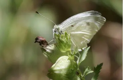 Exemplar mascle adult de Pieris ergane. (horitzontal)