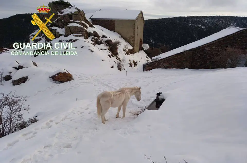 Un dels cavalls, a&radic;&Oslash;llat, en una zona de pastures coberta de neu. Imatge del 26 de febrer de 2020. (Horitzontal)