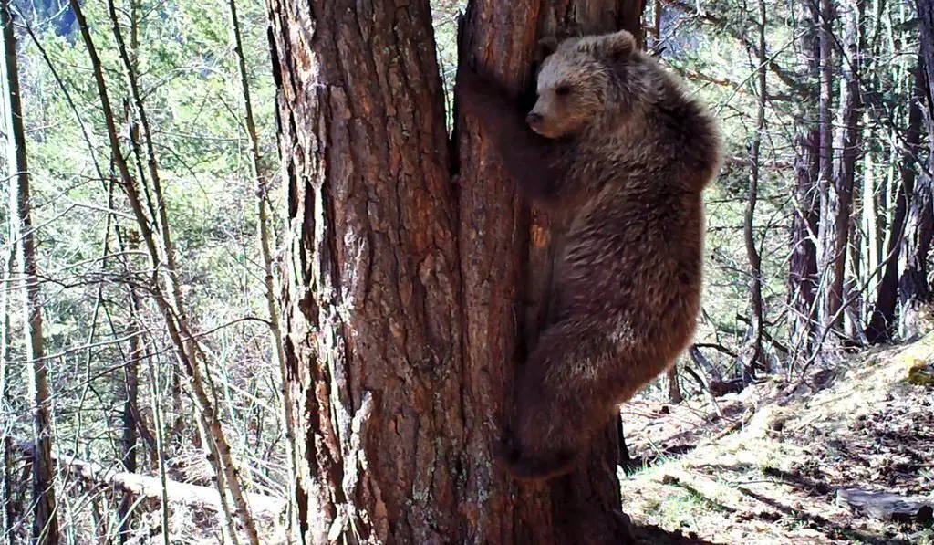 Imatge d'un os detectat durant el 2018 als Pirineus, enfilat a un arbre. (Horitzontal)