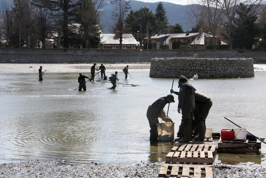 Pla general on es veu un grup d'efectius d'Agents Rurals i una empresa especialitzada retirant esp&egrave;cies invasores de l'estany de Puigcerd&agrave; i, en primer terme, un altre buidant els peixos que s'han pescat. Imatge del 9 de mar&ccedil; de 2020 (Horitzontal).