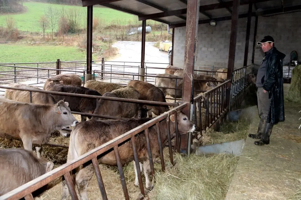 Un ramader a la granja de vaques de Pujalt, al Pallars Sobir&agrave;, el 16 de mar&ccedil; del 2020. (horitzontal)