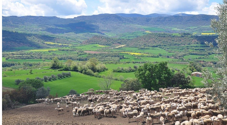 Un ramat d'ovelles pasturant, en una imatge d'arxiu. (Horitzontal)