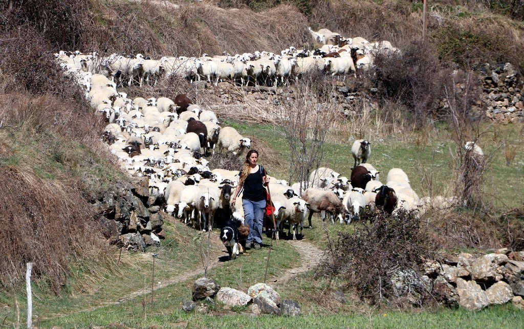 Pla general de la pastora Anna Plana amb el seu ramat d'ovelles a la Vall d'Àssua, al Pallars Sobirà, l'11 de març del 2020. (horitzontal)