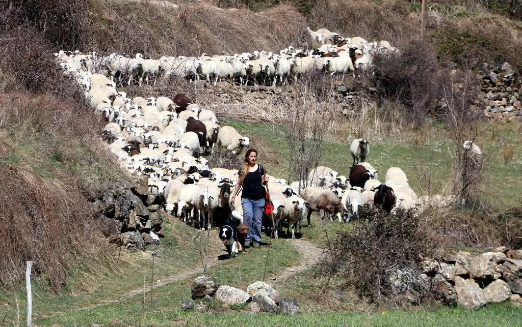 Pla general de la pastora Anna Plana amb el seu ramat d'ovelles a la Vall d'&Agrave;ssua, al Pallars Sobir&agrave;, l'11 de mar&ccedil; del 2020. (horitzontal)