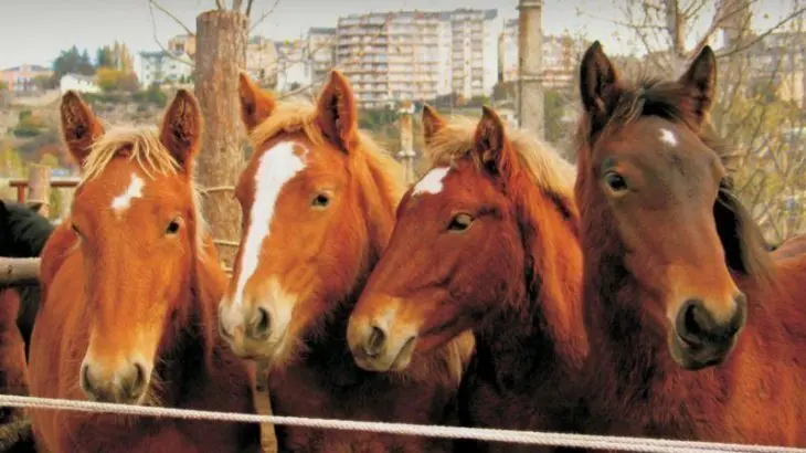 Fira dels Cavalls de Puigcerd&agrave;