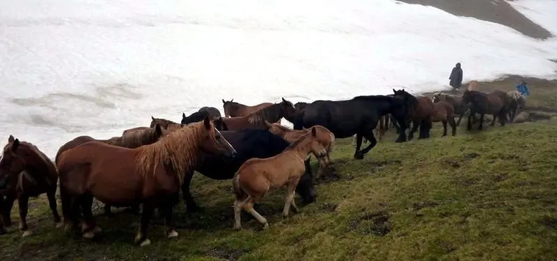 Ramat de cavalls