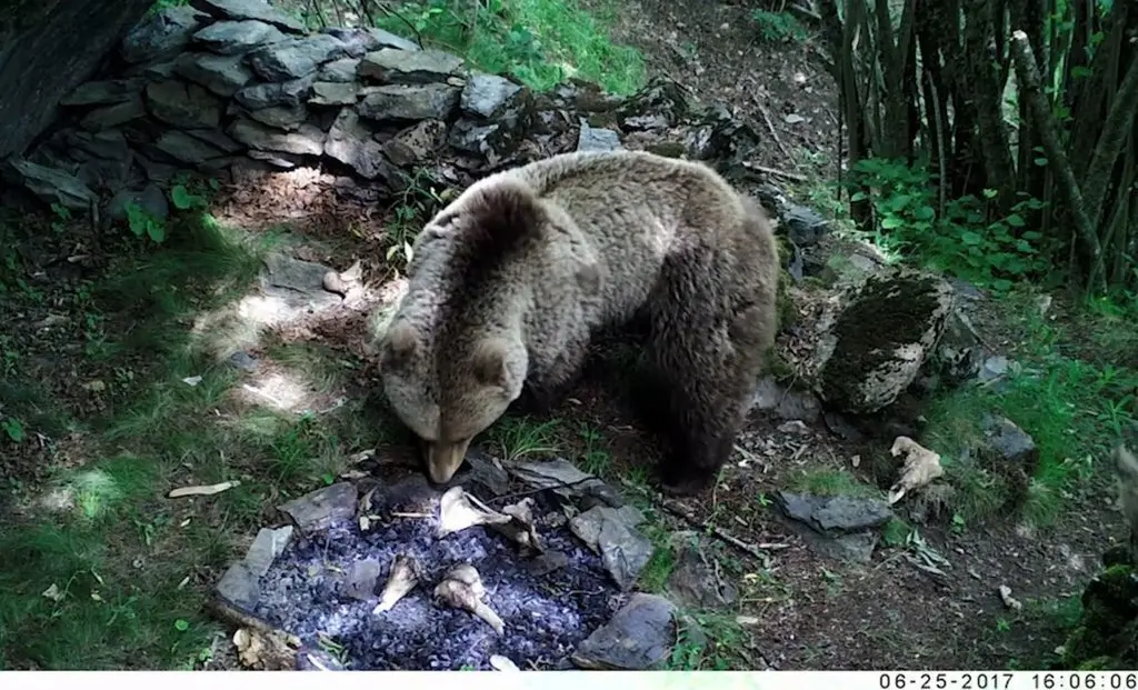 Fogar experimental alterat per l'acci&oacute; d'una ossa  al Parc Natural de l'Alt Pirineu el juny del 2019. (horitzontal) , Pallars Sobir&agrave; - Maite Arilla/IPHES
