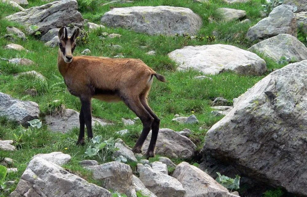 Un Isard a les muntanyes d'Andorra