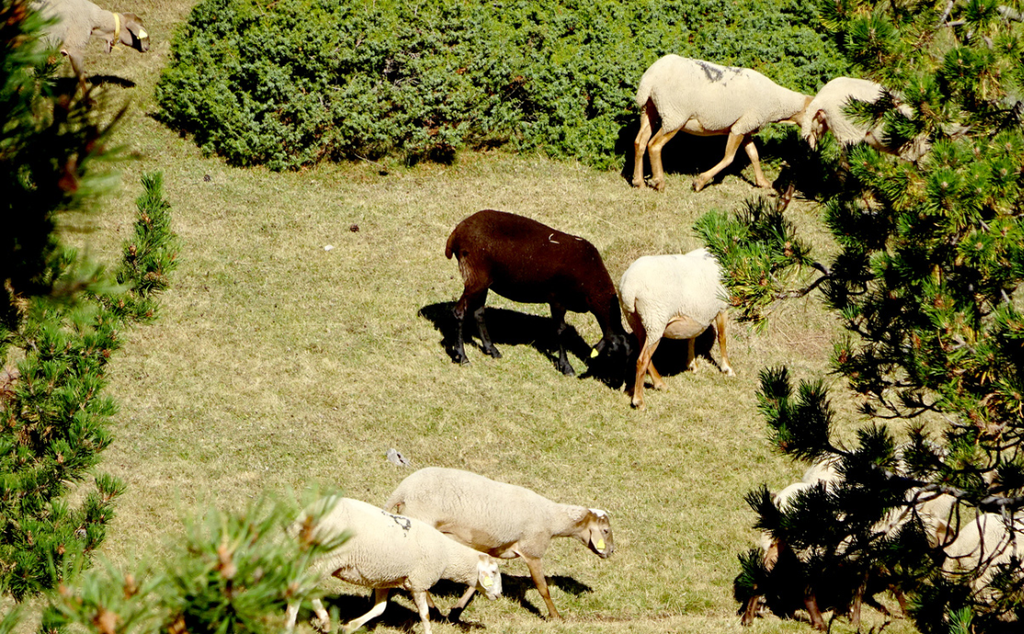 Ramat a Prat Cad&iacute;