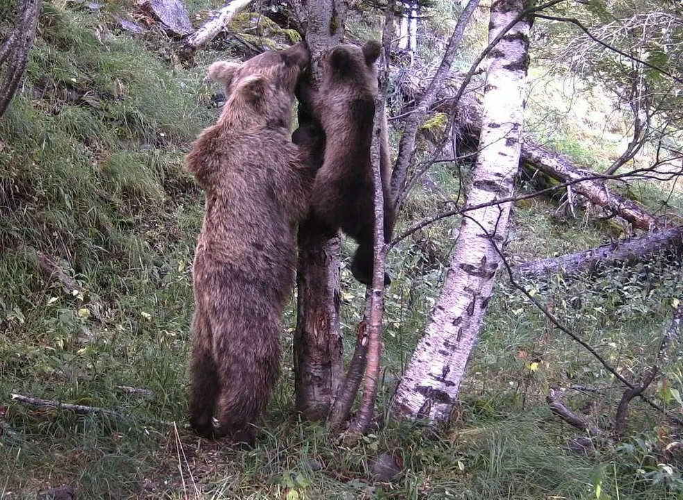 Pla de detall de la primera imatge de cria d'os de la temporada de la c&agrave;mera de fototrampeig situada a la Vall de Card&oacute;s (Pallars Sobir&agrave;), on es veu el cadell i la seva mare pujant a un arbre. Imatge del 4 de setembre de 2020 (Horitzontal).