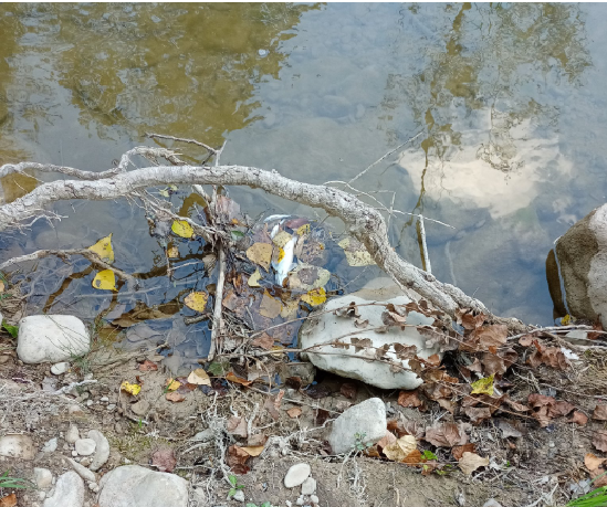 Peixos morts al riu de Sallent