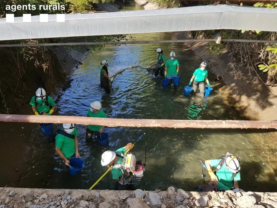 Rescat de fauna del canal de Soss&iacute;s