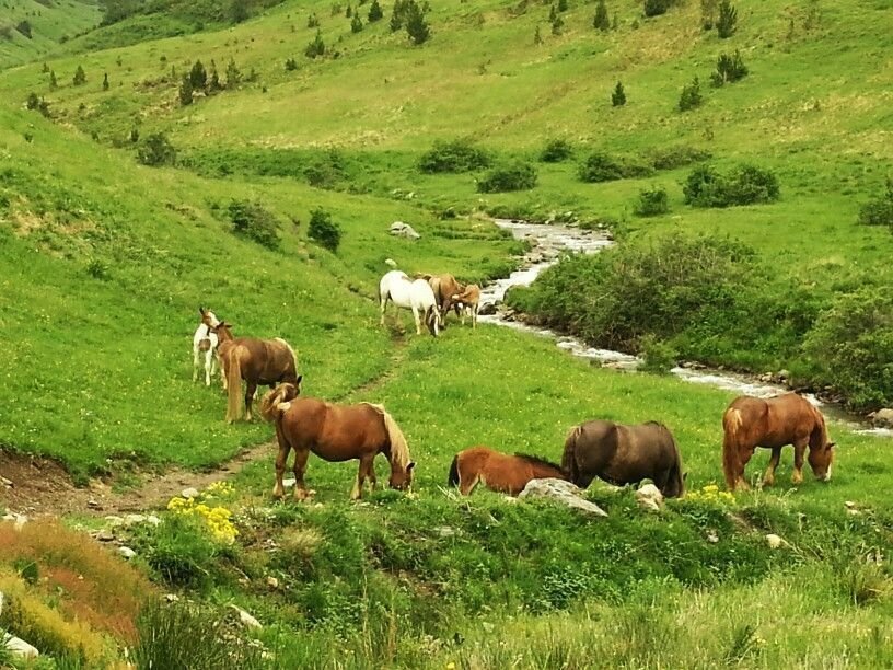Cavalls a la Vall de Boí