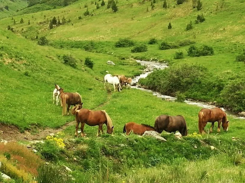 Cavalls a la Vall de Bo&iacute;