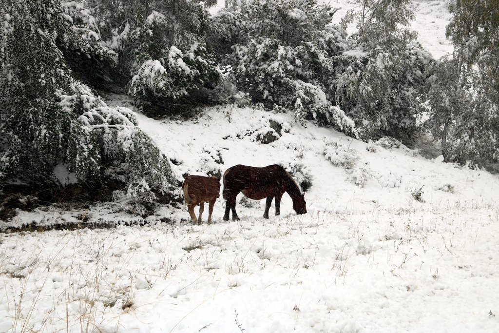 Dos cavalls buscant herba sota la neu. Imatge del 25 de setembre del 2020. (horitzontal)