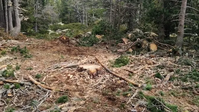 Pla obert on es veuen arbres talats en un bosc de Ger de Cerdanya. Imatge facilitada per l'Associaci&oacute; de Naturalistes de Girona el 8 d'octubre de 2020 (Vertical).