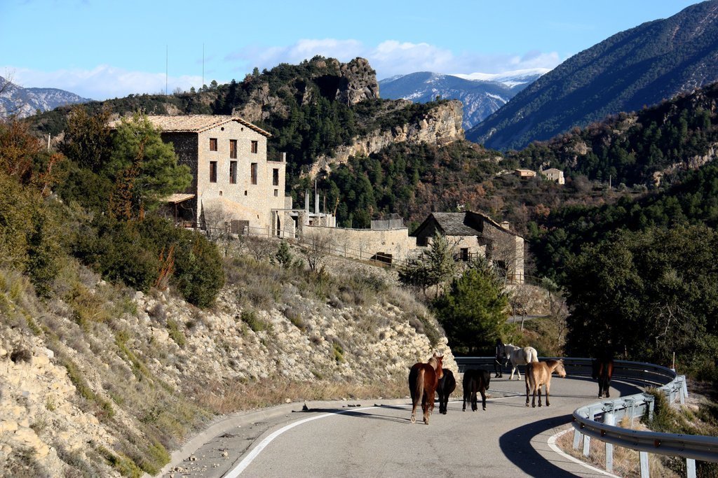 Pla general on es veuen els cavalls de la Fundació Miranda fent la transhumància per una carretera de Coll de Nargó (Alt Urgell). Imatge del 9 de desembre de 2020 (Horitzontal).