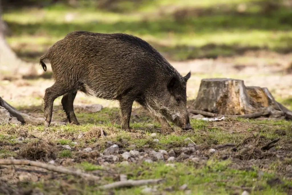 Porc senglar