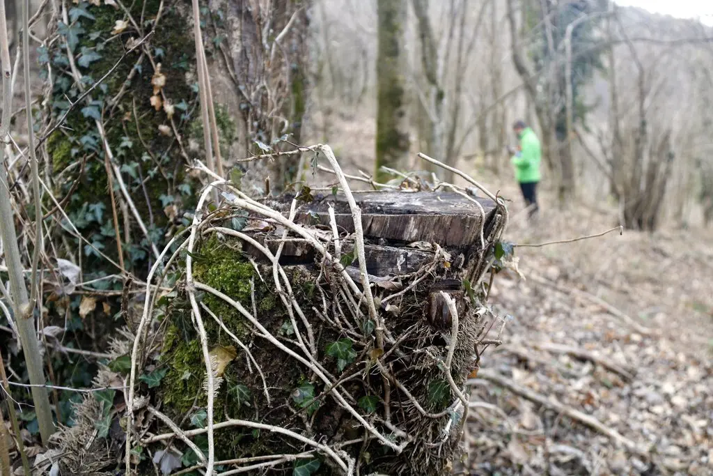 En primer pla, un tronc talat durant la tria selectiva feta en una finca a Ribes de Freser (Ripoll&egrave;s) en una imatge publicada el 25 de febrer del 2021 (horitzontal)