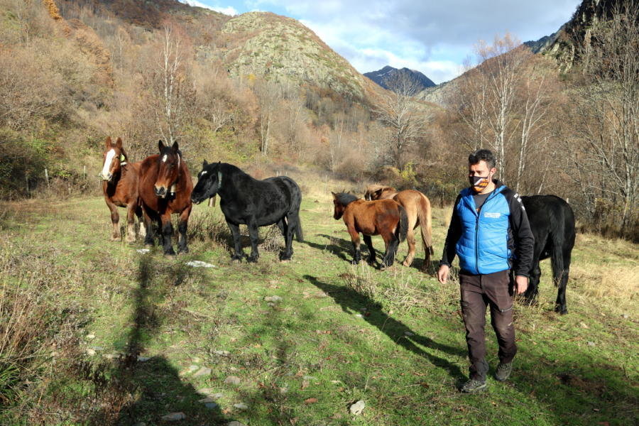 Pla general d'un ramader amb un ramat de cavalls pirinencs català a un prat de Tavascan, al Pallars Sobirà. Imatge de l'11 de novembre del 2020. (horitzontal)