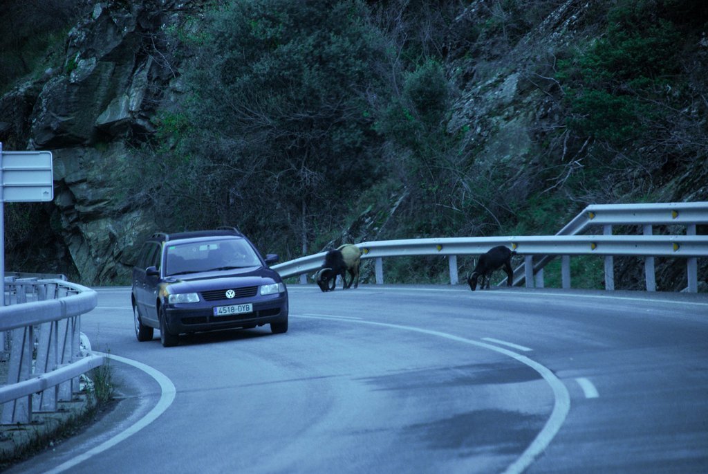 Pla general de cabres silvestres a la carretera C-13 (Llavorsí). Imatge d'arxiu del 28 de novembre del 2003. (horitzontal) 