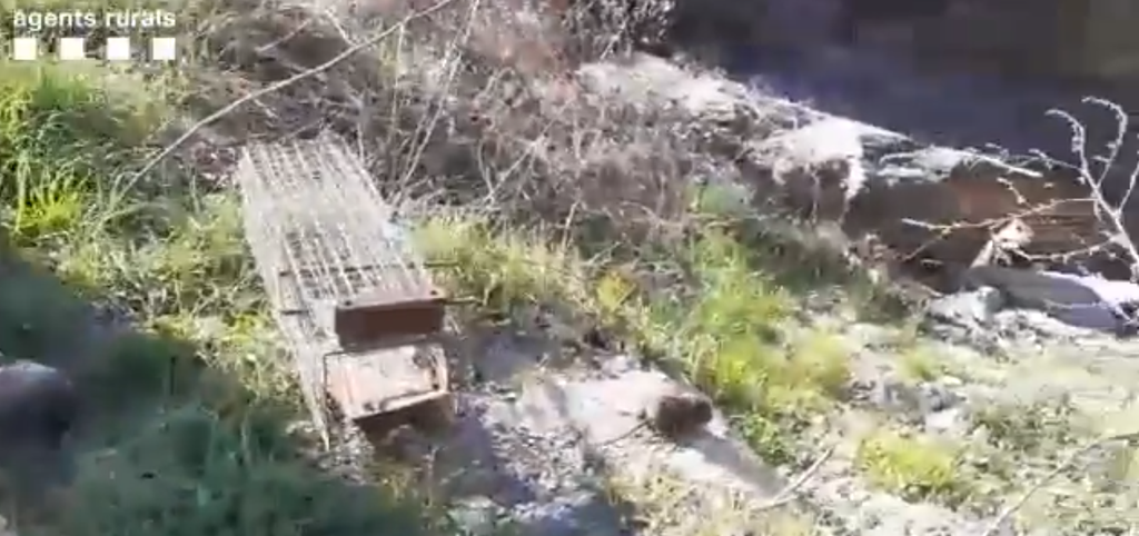 Rata d'aigua Llavors&iacute; Agents Rurals 1