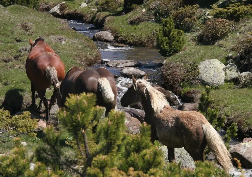 cavalls Bulloses