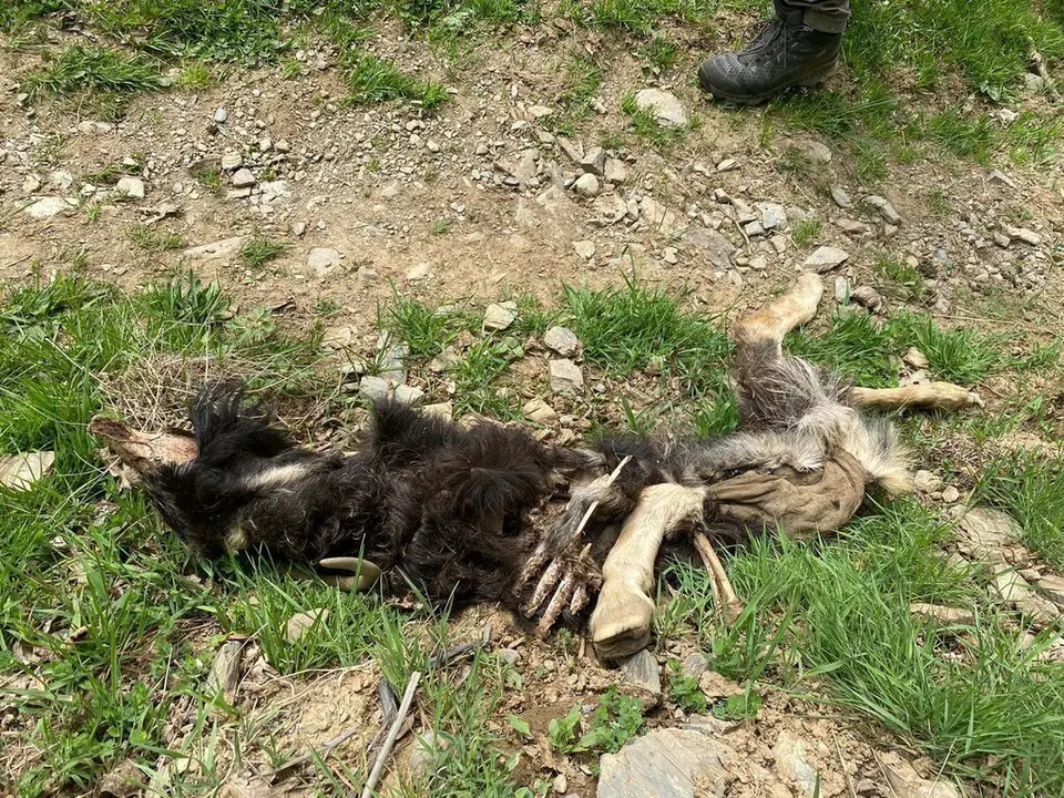 Pla mitj&agrave; on es pot veure un cap de bestiar atacat per l'os a la Val d'Aran, el 9 de maig de 2021. (Horitzontal)