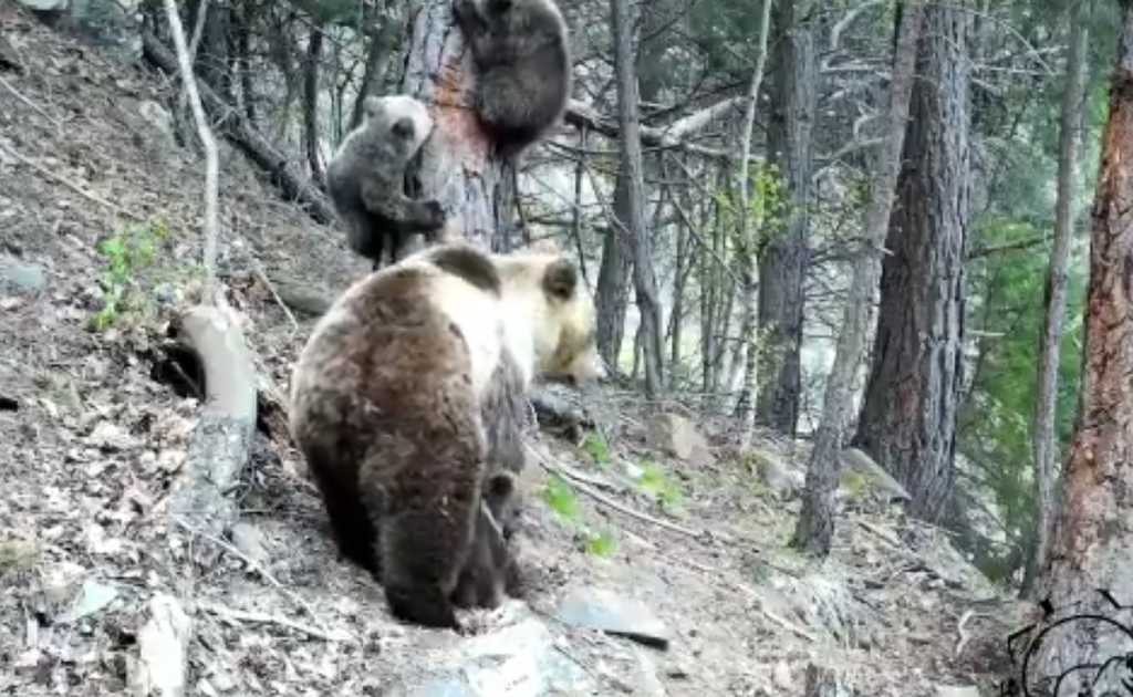 Ossa amb tres cries al Pallars Sobir&agrave; maig 2021