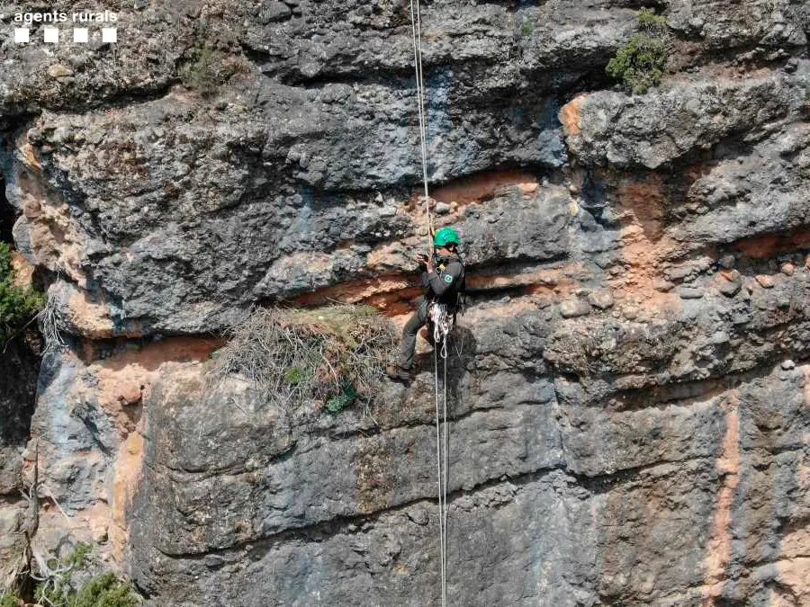 Pla obert amb un Agent Rural inspeccionant el niu d'&agrave;liga cuabarrada situat molt a prop d'una instal&middot;laci&oacute; il&middot;legal d'slackline a la serra del Montsec. (Horitzontal)
