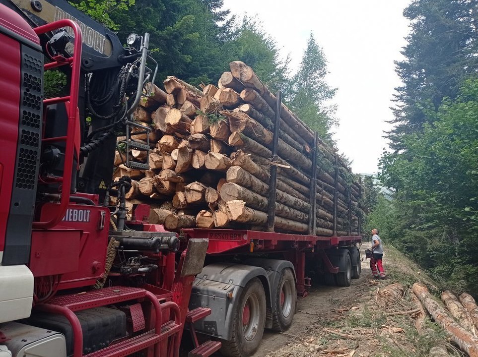 Pla obert d'arbres talats a la pista forestal de Tuca-Pontet, a la Val d'Aran, per aprofitar-ne la fusta. (Horitzontal)