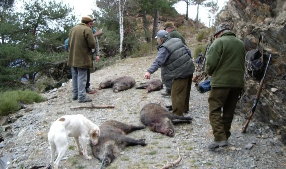 Ca&ccedil;adors amb senglars abatuts ACN