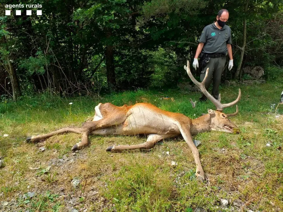 Agents Rurals C&egrave;rvol mort al Cad&iacute; Moixer&oacute;