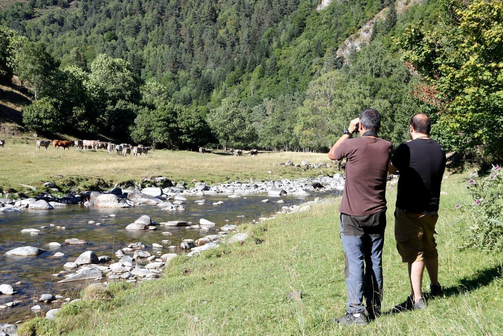 Pla general de dos persones observant un ramat de vaques a la Vall de Bonabé, al Pallars Sobirà el 20 d'agost del 2021. (Horitzontal)