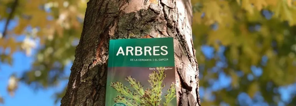 arbredes-cerdanya-capcir-1170x420
