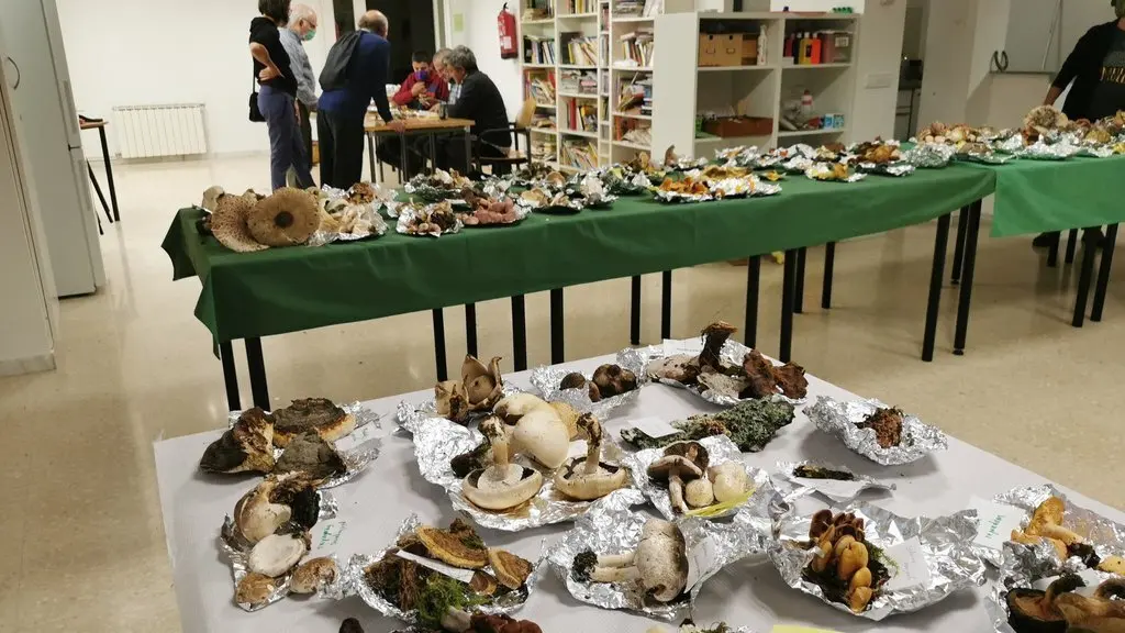 Exposici&oacute; bolets Llavors&iacute; 1