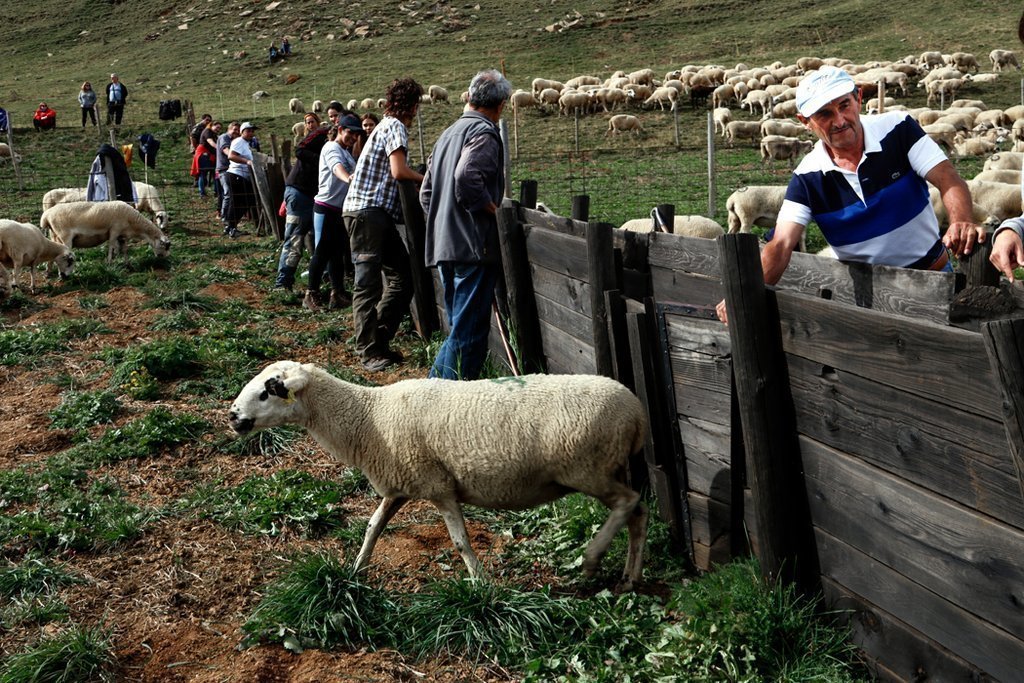 Pla general de la m√†nega per on passen les ovelles per ser separades per ramats. Imatge del 30 de setembre del 2021. (Horitzontal)