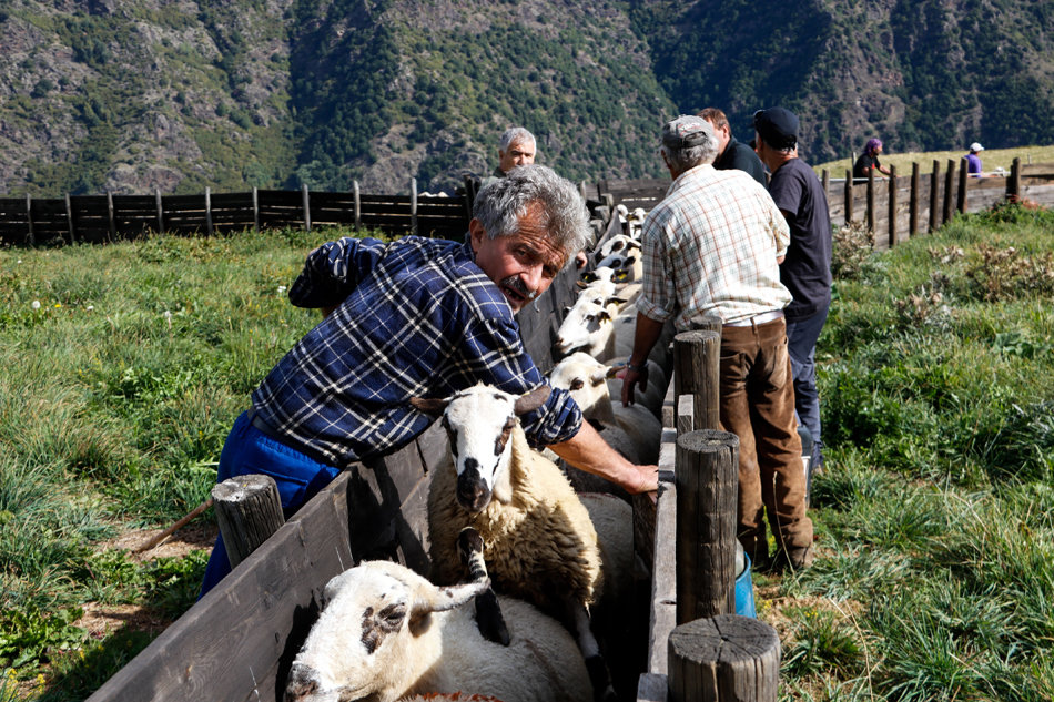 Pla de detall d'un pastor i la m√†nega per on passen les ovelles per ser triades en diferents ramats. Imatge del 30 de setembre del 2021. (Horitzontal)