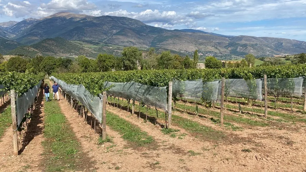 Pla obert d'una part de la finca vitivin&radic;&ne;cola de Cal Mandrat on es veu als seus propietaris, Francesc Xavier G&radic;&ordm;ell i Silvia Gaminde, passejant entre les plantacions de varietats centreeuropees. Imatge de l'1 d'octubre de 2021. (Horitzontal).