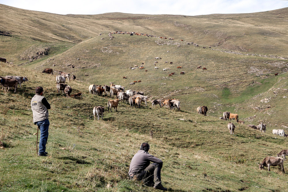 Pla general de dos ramaders vigilant les vaques a la muntanya de Llessui el dia de la tria el 6 d'octubre del 2021. (Horitzontal)