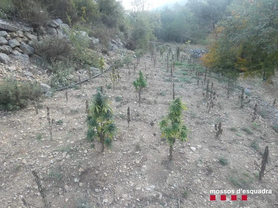 Pla obert de la plantaci&radic;&ge; de marihuana desmantellada pels Mossos d'Esquadra desmantellen en un bosc de F&radic;&ne;gols i Aliny&radic;&dagger; (Alt Urgell). Imatge publicada el 22 d'octubre de 2021. (Horitzontal)