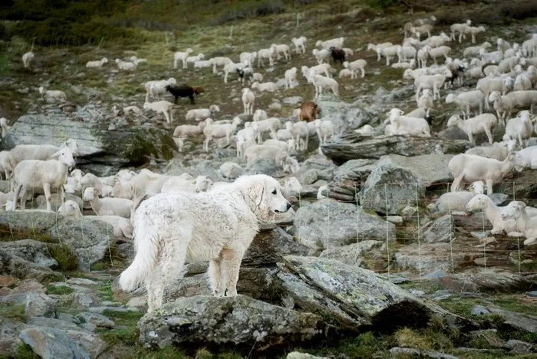 Pla obert amb un gos de protecci&oacute; i ramats agrupats a una zona amb pres&egrave;ncia d'os bru de Castella i Lle&oacute;. (Horitzontal)