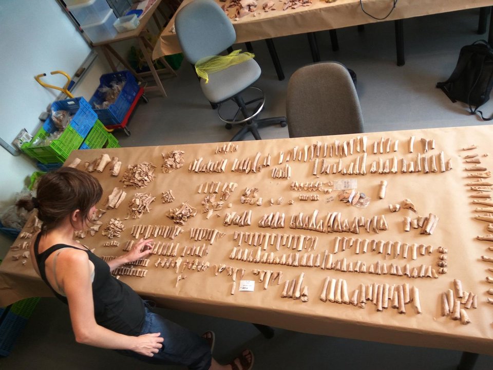 Pla general de l'arque√≤loga Ariadna Nieto treballant al laboratori amb restes d'animals. (Horitzontal)