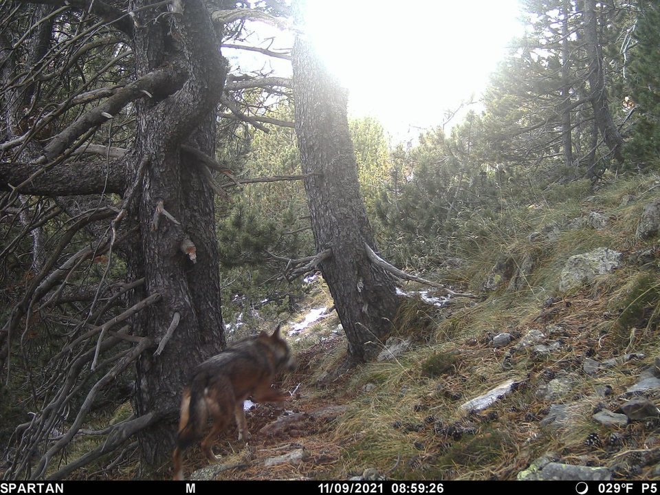 Captura d'imatge d'un exemplar de llop al parc natural de l'Alt Pirineu, en terme municipal d'Alins (Pallars Sobirà). Captura del 9 de novembre del 2021 difosa el 19 del mateix mes. Pla general. (Horitzontal)