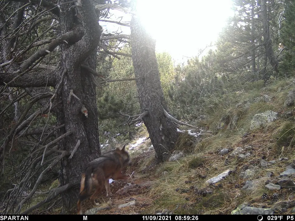 Captura d'imatge d'un exemplar de llop al parc natural de l'Alt Pirineu, en terme municipal d'Alins (Pallars Sobir&agrave;). Captura del 9 de novembre del 2021 difosa el 19 del mateix mes. Pla general. (Horitzontal)