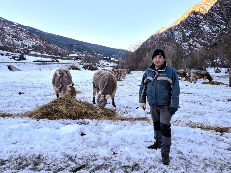 Pla general d'un ramader a un prat nevat i les vaques menjant herba seca damunt la neu. Imatge del 14 de desembre del 2021. (Horitzontal)