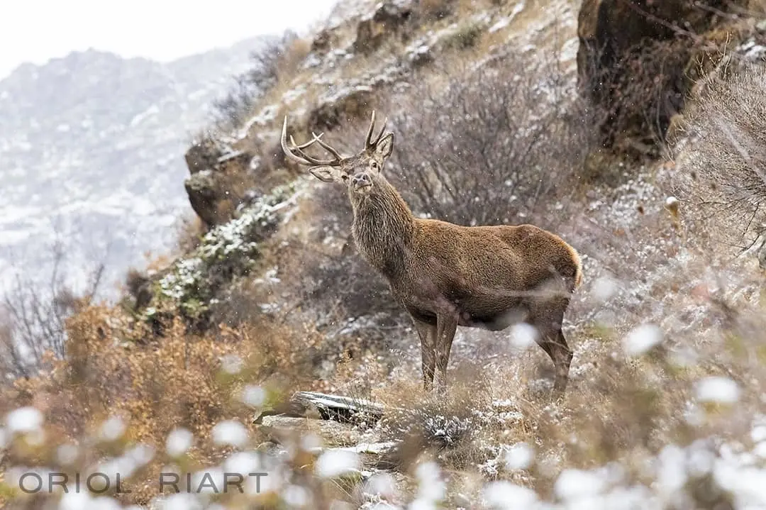 Foto Oriol Riart Arnalot